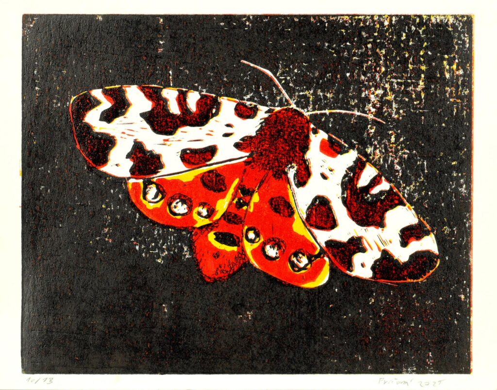 Obrázek díla Přástevník medvědí od Kristýna Fričová