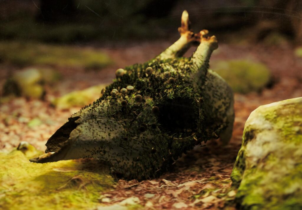 Obrázek díla Memento mori od Aneta Hloucalová