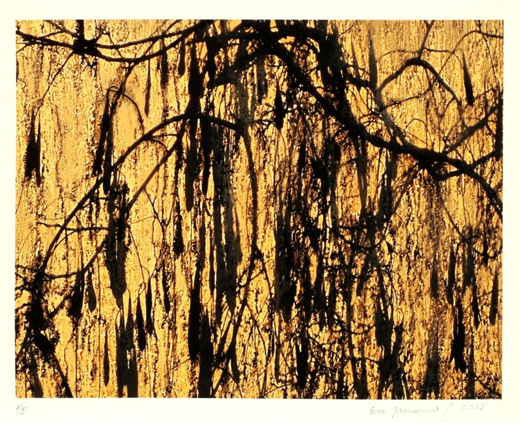 Obrázek díla bn od Eva Jakubcová