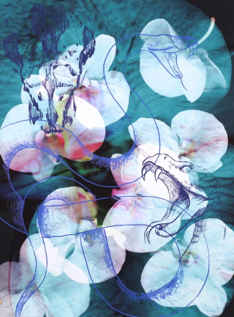 Obrázek díla Rok hada od Karolína Pencová