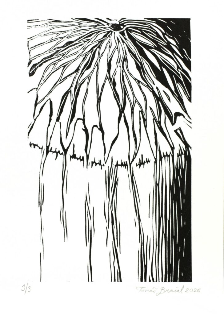 Obrázek díla bn od Tomáš Brnčal