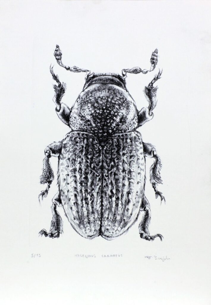 Obrázek díla Hylesinus crenatus od Josef Švejda