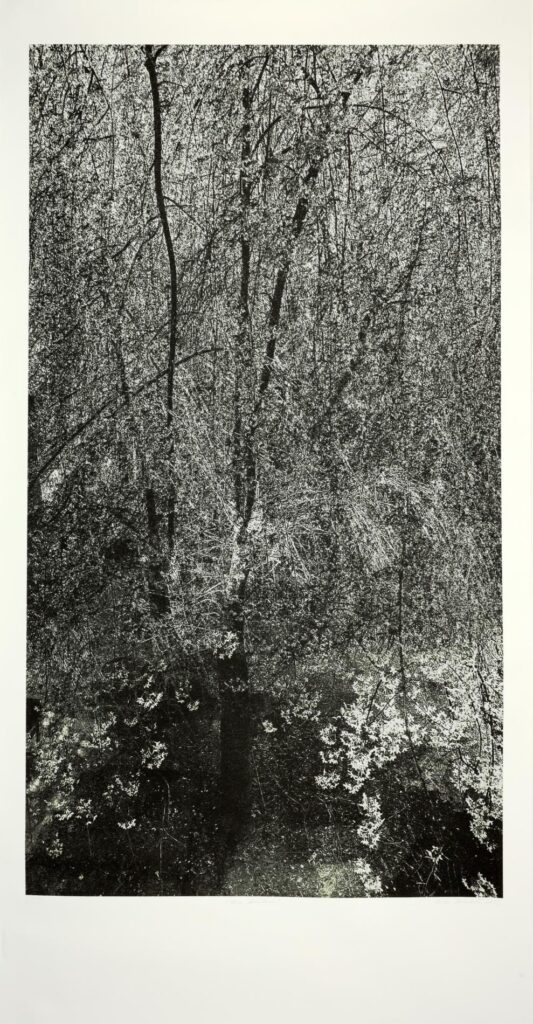 Obrázek díla Na dvorku od Eliška Čabalová